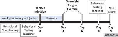 A Strength Endurance Exercise Paradigm Mitigates Deficits in Hypoglossal-Tongue Axis Function, Strength, and Structure in a Rodent Model of Hypoglossal Motor Neuron Degeneration